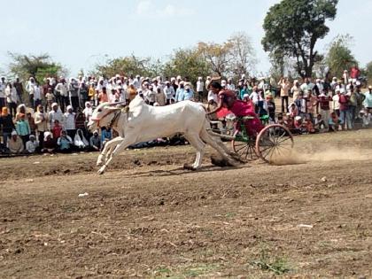 Baadshah-Ranveer bulls top in Shankarpat at Wathoda Chandas of amravati | बादशहा-रणवीर ठरले अव्वल; वाठोडा चांदस येथील शंकरपटात थरार