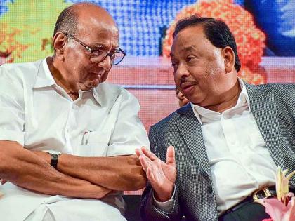 "I didn't know that Narayan Rane was joking," sharad pawar taunt narayan rane over his statement | "नारायण राणे विनोद करतात, हे मला माहीत नव्हतं", शरद पवारांचा खोचक टोला