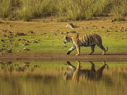 1,250 cameras to be installed at Tadoba Tiger Reserve; The number of tigers will be known | ताडोबा व्याघ्र प्रकल्पात बसविणार १,२५० कॅमेरे; वाघांची संख्या कळणार