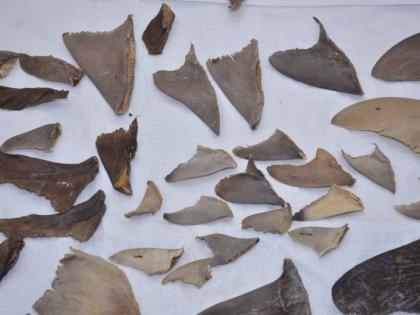 Mumbai : 8,000 kg shark fins worth Rs 45 crore seized, four arrested | धक्कादायक! फिन सूपसाठी त्यांनी केली 20 हजार शार्क माशांची शिकार