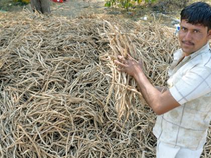 A 22-year-old young farmer from Ransomle received financial stability from 'Shatavari' product | रानमसले येथील २२ वर्षांच्या युवा शेतकºयाने ‘शतावरी’च्या उत्पादनातून साधले आर्थिक स्थैर्य