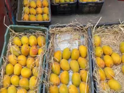 Hapus hit by unseasonal rain; Mango prices beyond the reach of the common man | अवकाळी पावसाचा हापूसला फटका; आंब्याचे दर सर्वसामान्यांच्या आवाक्याबाहेर 