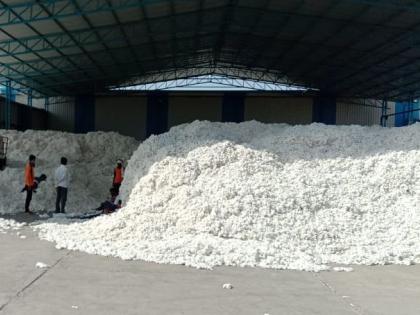 Cotton purchase will be stopped in non-shed centers! | ‘शेड’ नसलेल्या केंद्रात कापूस खरेदी बंद होणार!