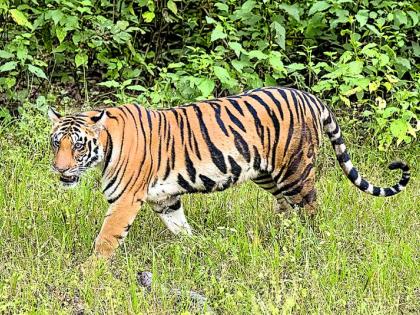 Waghoba came to Shedeshwar .... | शेडेश्वर येथे वाघोबा आला रे....