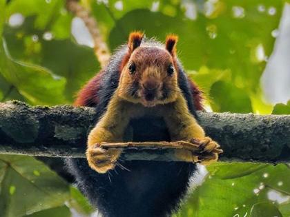 See pics this giant colourful squirrel is the winning internets heart | शेकरूच्या फोटोंनी इंटरनेटवर घातलाय धुमाकूळ!