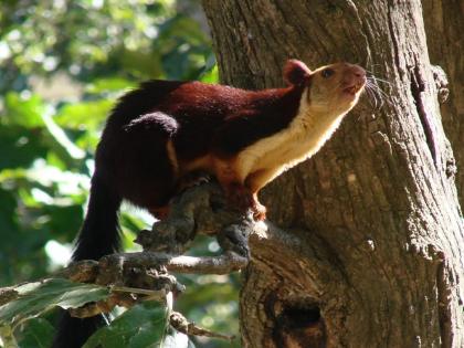 A rare shekaru found in Lanja garden | Ratnagiri: लांजात बागेत आढळले दुर्मीळ शेकरू