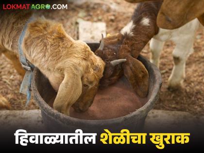 Latest News Goat Diet Care Learn in detail how to prepare diet for increasing goat milk production. | Goat Care : शेळीच्या दुधवाढीसाठी आहार कसा तयार करायचा, जाणून घ्या सविस्तर Latest News Goat Diet Care Learn in detail how to prepare diet for increasing goat milk production. | Goat Care : शेळीच्या दुधवाढीसाठी आहार कसा तयार करायचा, जाणून घ्या सविस्तर