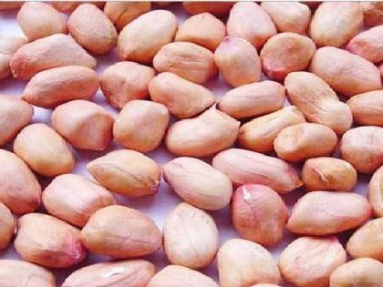 Peanut prices are now averaging Rs 120 per kg | शेंगदाणा निघाला परदेशी, भाजी चमचमीत करायची कशी?