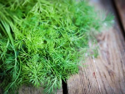 dill leaves are extremely beneficial to control sugar and diabetes | रक्तातील शुगर नियंत्रित ठेवण्यासाठी उत्तम आहे 'ही' बारीक पानांची भाजी, डायबिटीसवर रामबाण