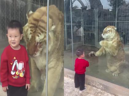 Video: Toddler's fun with 'TIGER'; You will also be amazed by the video... | Video: चिमुकल्याची 'शेरखान'सोबत मस्ती; व्हिडिओ पाहून तुम्हीही थक्क व्हाल...