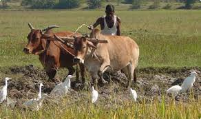 Farmers in a hurry to get married | लग्नसराईत शेतकऱ्यांची शेतकामांची धांदल