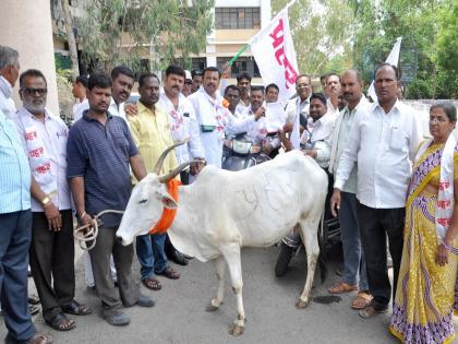 Animals released on Collectorate: demonstrations of farmers' association | जिल्हाधिकारी कार्यालयावर सोडली जनावरे : शेतकरी संघटनेची निदर्शने