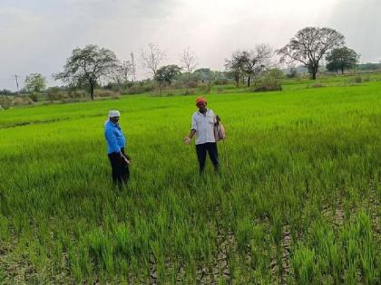 Discharge of water from Bawanthadi distribution stopped; cracks in agriculture, Paddy crop under threat | बावनथडी वितरिकेतून पाण्याचा विसर्ग बंद; शेतीत पडल्या भेगा, धानपीक धोक्यात