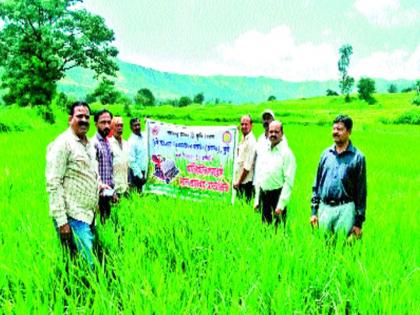 Superintendent came to farm, survey under 'Soul': guidance made to farmers | अधीक्षक आले शेतावर, ‘आत्मा’ अंतर्गत पाहणी : शेतकऱ्यांना केले मार्गदर्शन