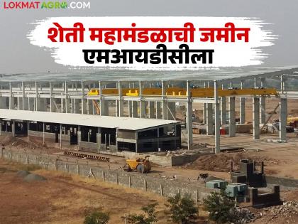 As many as one thousand acres of agricultural corporation land will be given to MIDC; Cabinet approves | शेती महामंडळाची तब्बल एक हजार एकर जमीन एमआयडीसीला देणार; मंत्रिमंडळाने दिली मान्यता As many as one thousand acres of agricultural corporation land will be given to MIDC; Cabinet approves | शेती महामंडळाची तब्बल एक हजार एकर जमीन एमआयडीसीला देणार; मंत्रिमंडळाने दिली मान्यता