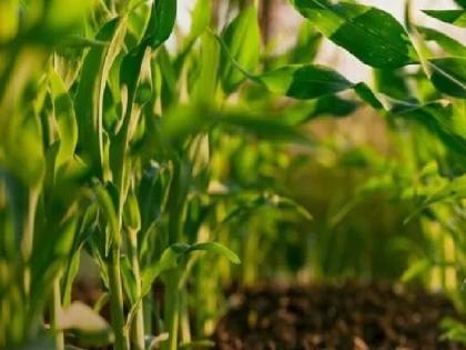 6750 farmers to cultivate natural farming in Sangli district, funds of Rs. 2.5 crore approved | सांगली जिल्ह्यात ६७५० शेतकरी नैसर्गिक शेतीचे मळे फुलविणार, पावणेदोन कोटींचा निधी मंजूर 