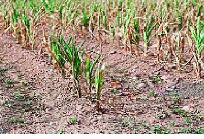 Agriculture sector declined in Miraj taluka: - Mistakes allocated water for M / S irrigation scheme | मिरज तालुक्यात कृषी क्षेत्र घटले :- म्हैसाळ सिंचन योजनेच्या पाण्याचे चुकीचे वाटप