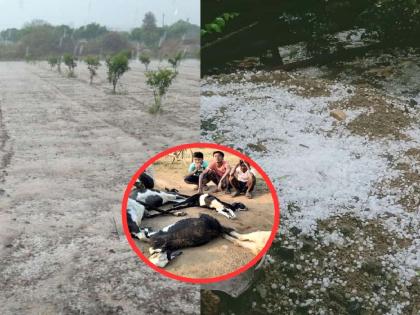 Unseasonal rain, hailstorm hits Vidarbha; farmers face loss of crops in hundreds of hectares | विदर्भात अवकाळी पाऊस, वादळ, गारपिटीचा धुमाकूळ; शेकडाे हेक्टरमधील पिकांचे नुकसान