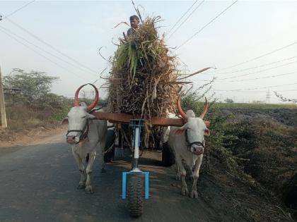 Engineering students at Rajarambapu Institute of Technology, Islampur build a bullock cart that reduces the burden on the oxen neck | अभियांत्रिकीच्या विद्यार्थ्यांचा जुगाड, बैलांच्या मानेवरील ओझे केलं हलकं