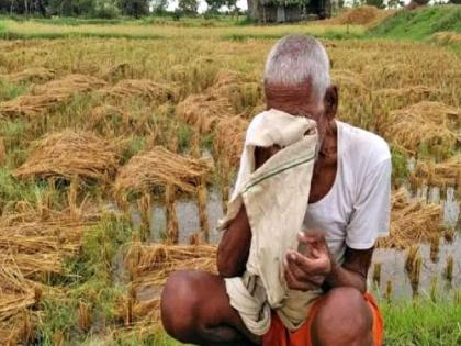 A black Diwali for farmers due to untimely rain, crop loss and falling prices of agricultural commodities | आंदोलन, परतीचा पाऊस अन् घसरलेले दर..; यंदा शेतकऱ्यांची दिवाळी अंधारात