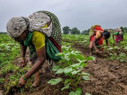 Taluka Agriculture Officer will give 'certificate of being a farmer', farmer women struggle will stop | तालुका कृषी अधिकारी देणार ‘शेतकरी असल्याचा दाखला’, शेतकरी महिलांची पायपीट थांबणार