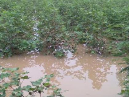 Crops in 117 villages in Sangli district damaged due to unseasonal rains | Sangli: अवकाळीच्या फटक्याने ११७ गावांतील पिके आडवी, कोणत्या तालुक्यांत सर्वाधिक नुकसान.. वाचा