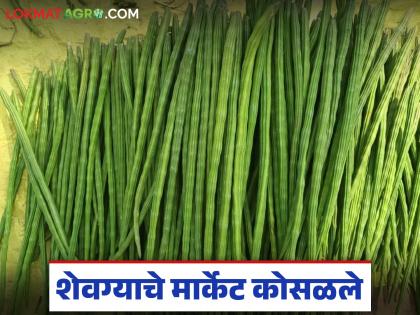 What is the price of the pods of the drumstick, which were sold for Rs 200 to Rs 300 per kg in November, today? | नोव्हेंबरमध्ये २०० ते ३०० रुपये किलोने विकल्या जाणाऱ्या शेवग्याच्या शेंगेला वाचा आज काय मिळतोय दर? What is the price of the pods of the drumstick, which were sold for Rs 200 to Rs 300 per kg in November, today? | नोव्हेंबरमध्ये २०० ते ३०० रुपये किलोने विकल्या जाणाऱ्या शेवग्याच्या शेंगेला वाचा आज काय मिळतोय दर?