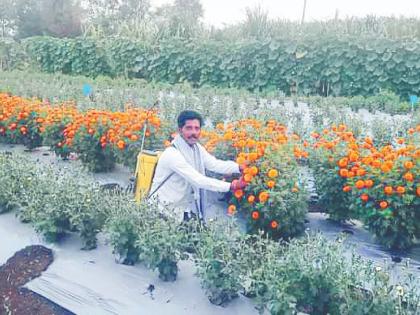 Sharad Chavan a farmer from Koparde Haveli has been cultivating Shewanti flowers on one acre of land breaking away from the traditional cropping pattern | जे पिकेल ते चांगल्या दराने विकेल, साताऱ्यातील कोपर्डे हवेलीच्या शेतकऱ्याला लागलाय शेवंतीचा लळा