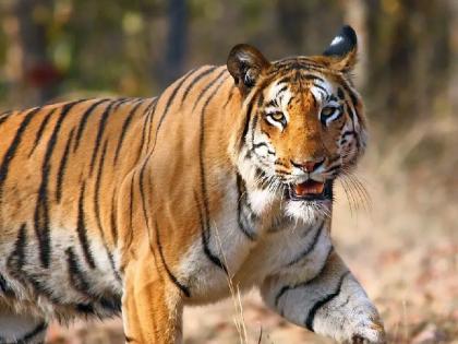 Three arrested from Baheliya tiger poaching gang from Guwahati; more cases of tiger poaching to come from inquiry | बहेलिया टोळीतील तिघांना गुवाहाटी येथून अटक; सावली वनविभागाची कारवाई