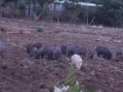 A piggery in Raipur in Nashik; Farmers were shocked | नाशिकमधील रायपूरमध्ये डुकरांचा सुळसुळाट; शेतकरी झाले हैराण