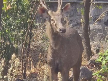 After Rangavan, Sambar now entered the industrial estate in Pune | पुण्यातील औद्येगिक वसाहतीत घुसला सांबर; वनविभागाला नैसर्गिक अधिवासामध्ये सोडण्यात यश