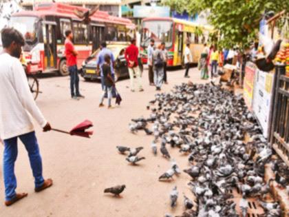 Action against pigeon house; Some support, some are angry | कबुतरखान्यावर कारवाई; काहींचा पाठिंबा, काहींचा रोष Action against pigeon house; Some support, some are angry | कबुतरखान्यावर कारवाई; काहींचा पाठिंबा, काहींचा रोष