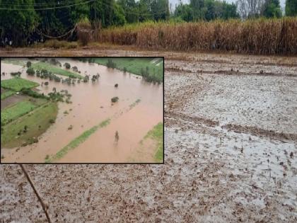 Crops get muddled in Kolhapur district due to rising road in floodplain | Kolhapur- महापूर निवारण आराखडा: रस्ता-पुलाचा थाट, शेतीची लागली पुरी वाट