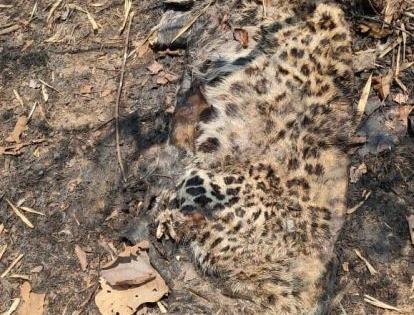 Leopard hunting using poison in Gondia district | गोंदिया जिल्ह्यात विषप्रयोग करुन बिबट्याची शिकार 