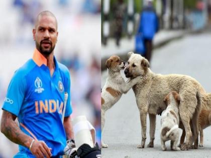 Shikhar Dhawan has expressed his displeasure over the mass killing of dogs in Kerala | Shikhar Dhawan: केरळमध्ये कुत्र्यांची मोठ्या प्रमाणात सामूहिक हत्या, शिखर धवनने व्यक्त केली नाराजी 