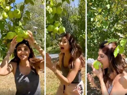 Shilpa Shetty who was in Manali and she went for apple picking in her free time watch video | VIDEO : झाडाला लागलेले सफरचंद पाहून लहान मुलीसारखी उड्या मारू लागली शिल्पा शेट्टी!