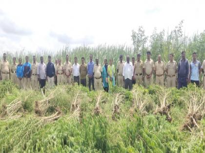 ganja one crore was seized after raiding a sugarcane field at Shipur in Miraj taluka of Sangli district | उसाच्या शेतात तीस गुंठ्यामध्ये केली होती गांज्याची लागवड, शिपूरला एक कोटीचा गांजा जप्त