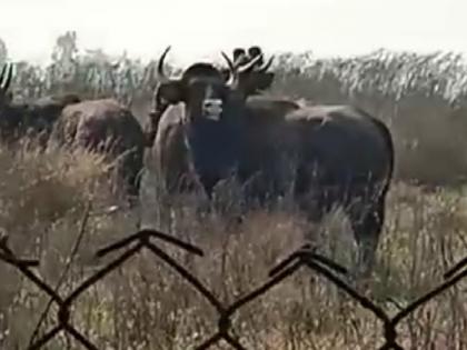 Gaur in Shirala town in Sangli district | सांगलीत गव्यांचा ठाण, शिराळा परिसरात चार गव्यांचे दर्शन