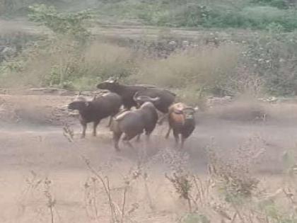 gaur are roaming in urban areas In Shirala taluka | शिराळा तालुक्यात गव्यांचा वावर नागरी वस्तीत, नागरिकांमध्ये भीतीचे वातावरण