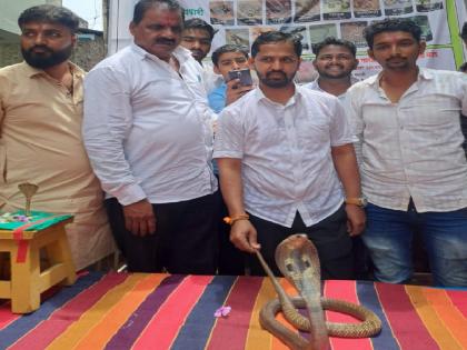 After 23 years live snakes seen on Nag Panchami in Shirala sangli | Sangli: तब्बल २३ वर्षांनंतर शिराळ्यात नागपंचमीला जिवंत नागांचे दर्शन