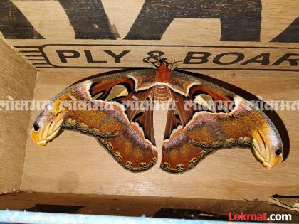 Rare Atlas Moth found in Ingrul Sangli Snake pattern on wings attracts attention | Sangli: इंगरूळमध्ये आढळला दुर्मिळ 'ॲटलस मॉथ'; पंखांवरील नागाच्या चित्राने वेधले लक्ष