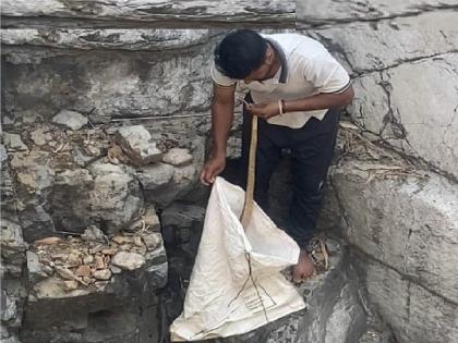 Shiralkar gave life to the snakes that fell in the well | शिराळकरांचे नागावरील प्रेम; विहिरीत पडलेल्या नागांना दिले जीवदान, दोरखंड बांधून काढले बाहेर