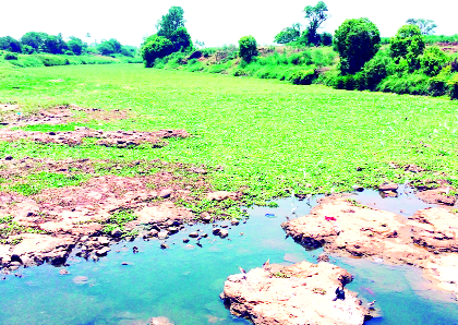 When the river is free from the pollution of Shirol! | शिरोळला नदी प्रदूषणातून मुक्ती केव्हा!