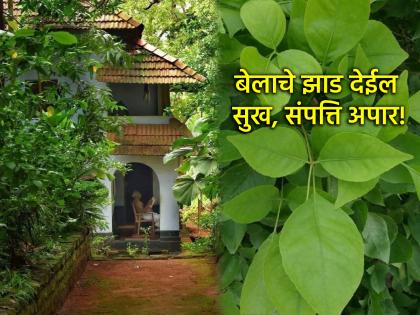 श्रावणातला शेवटचा आठवडा; 'या' दिशेला लावा बेलाचे झाड, घरात धन, समृद्धी, पैसा येईल अपार