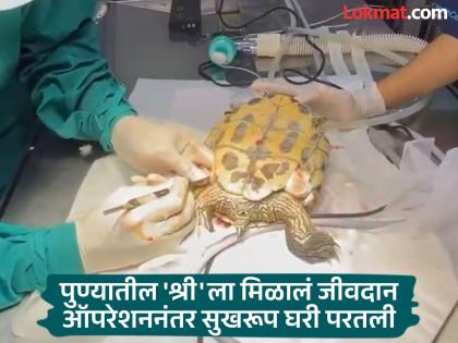 India's first 'laparoscopic' surgery in pune; Turtle named 'Shri' gets life-saving treatment | भारतात पहिल्यांदा पार पडली 'लॅप्रोस्कोपिक' शस्त्रक्रिया; 'श्री' नावाच्या कासवाला मिळाली संजीवनी