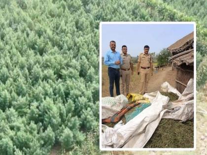 Cannabis farming in Rekaliapani dam area destroyed; Dhule Shirpur police action | रेकलीयापाणी धरण परिसरातील गांजाची शेती उदध्वस्त; शिरपूर पोलिसांची कारवाई