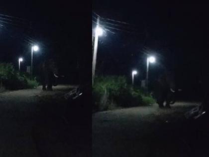 A wild elephant entered the road in Chambharda Teli of Gadchireli taluka, there is an atmosphere of terror in the village. | तीन महिन्यांपूर्वी कळपातून भरकटलेला रानटी टस्कर हत्तीची थेट गावात ‘एन्ट्री’ 