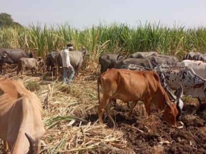 Lockdown: One acre of sugarcane planted for Raswanti grazed cattle | लॉकडाऊनचा फटका : रसवंतीसाठी लागवड केलेला एक एकर ऊस गुरांना चारला