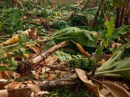 31 thousand farmers lost their crops on 21 thousand hectares due to unseasonal rains | अवकाळी पावसाने ३१ हजार शेतकऱ्यांचे २१ हजार हेक्टरवरील पिकांचे नुकसान