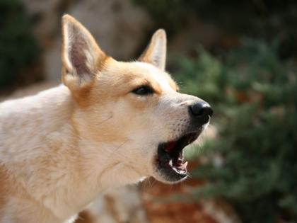 Elderly sisters petition High Court over neighbour's dog barking | शेजाऱ्याचा कुत्रा सतत भुंकतो म्हणून वयोवृद्ध बहिणींची हायकोर्टात याचिका